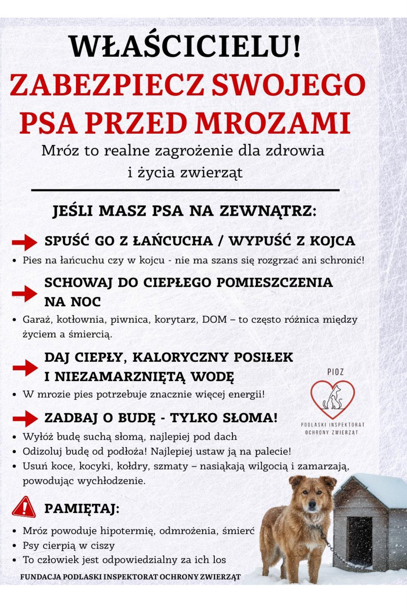 plakat psy mrozy